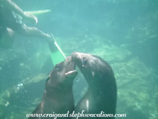Sea lions in the Galapagos Islands