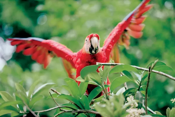 Macaw in the rainforest canopy