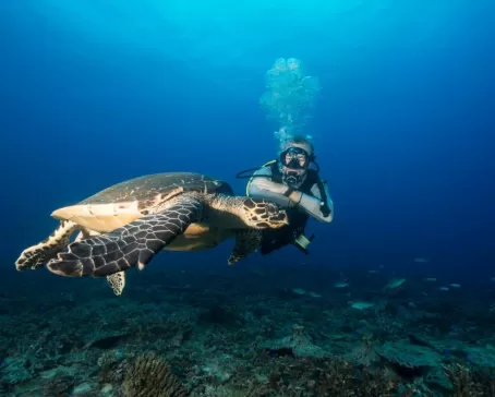 Diving with a sea turtle
