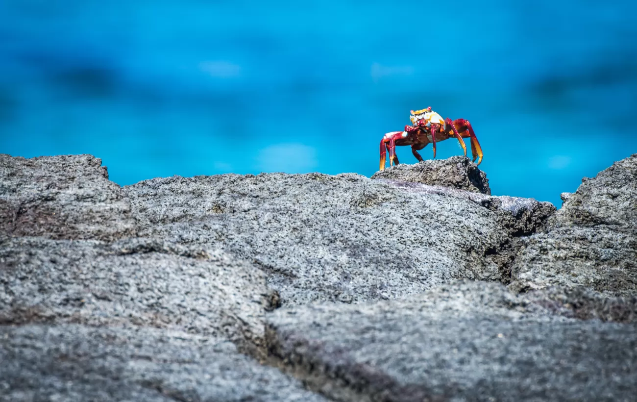 Sally Lightfoot Crab on a rock