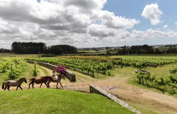 horses, vineyards, winery, uruguay
