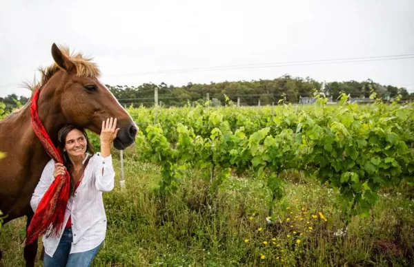 horses, vineyards, winery, uruguay