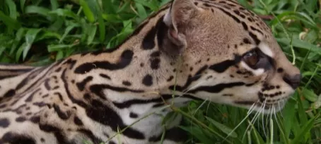 Wild Margay cat at Paradise Garden