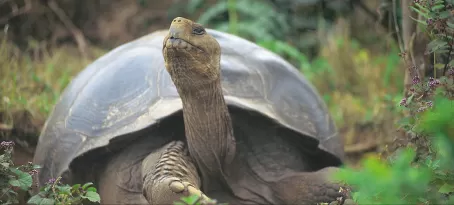Massive Tortoise in the Galapagos