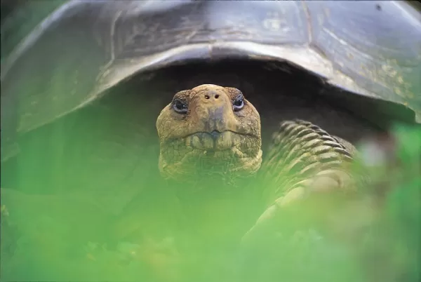 Tortoise up close