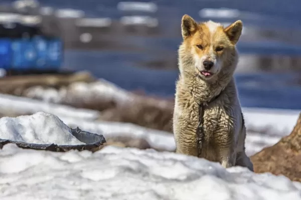 Greenlandic dog