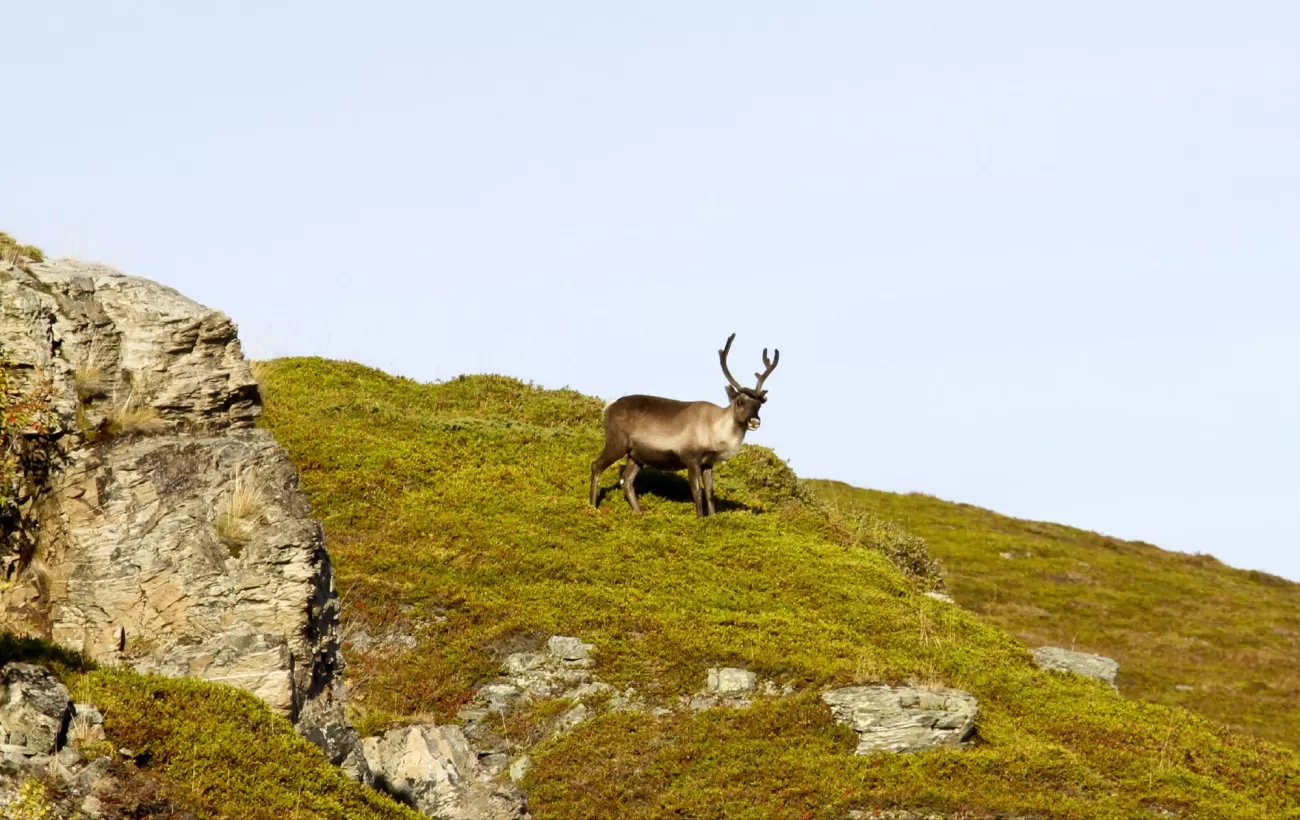 Norway wildlife