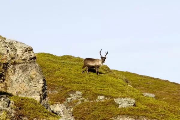 Norway wildlife
