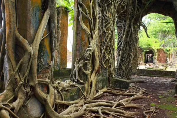 Observe old trees growing on brick houses in the Andaman Islands