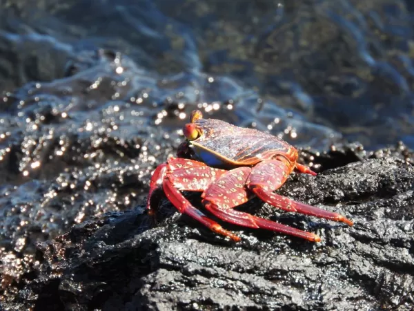 Moreno Point, Isabela Island, Galapagos, Sally Lightfoot Crab