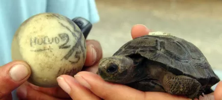 Tortoise baby!