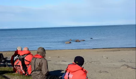 Watching Walrus from the beach at Kapp Lee.
