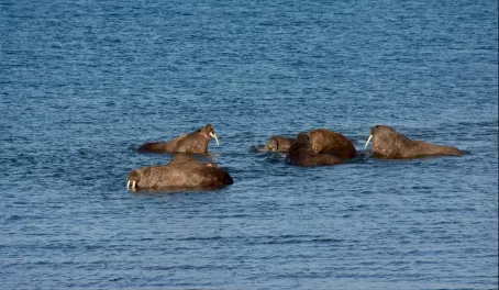 A herd of Walrus at Kapp Lee.