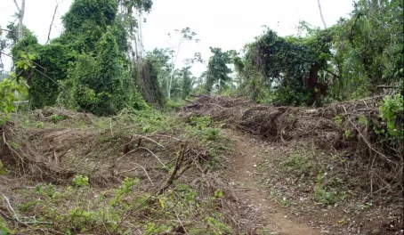 Effects of the hurricane around Pook's Hill