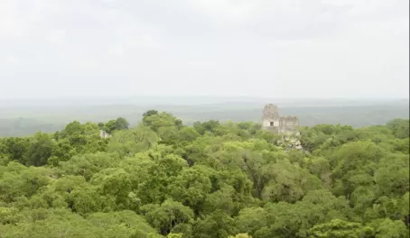The view from the top of Temple IV at Tikal