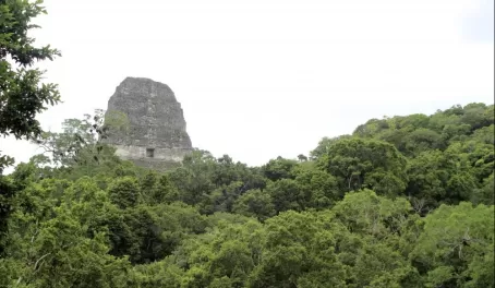 The Tikal Ruins peeking out to say hello