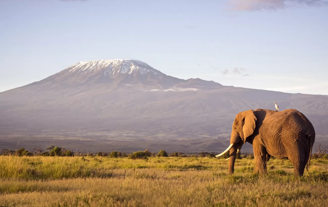 Elephant in front of Mt Kilimanjaro