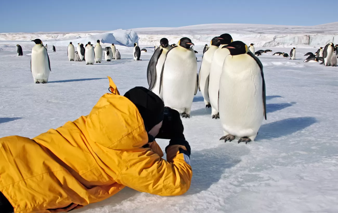 Photographing penguins
