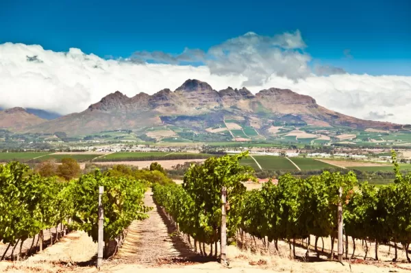Stellenbosch vineyard in South Africa