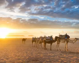 Camels in the desert of Egypt
