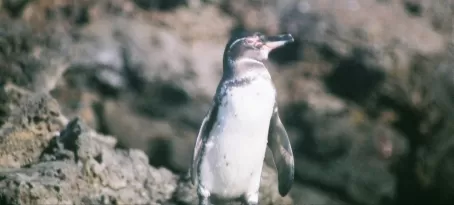Small penguin in the Galapagos