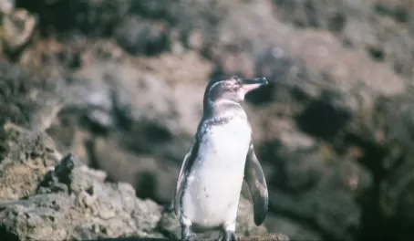 Small penguin in the Galapagos
