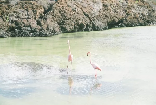 Flamingos in the Galapagos