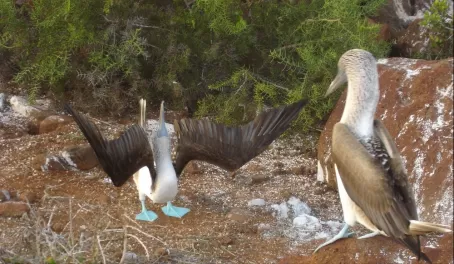 A male blue-footed booby "sky pointing" during the bird's famous mating ritual