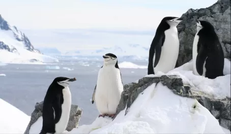 Locals of Antarctica