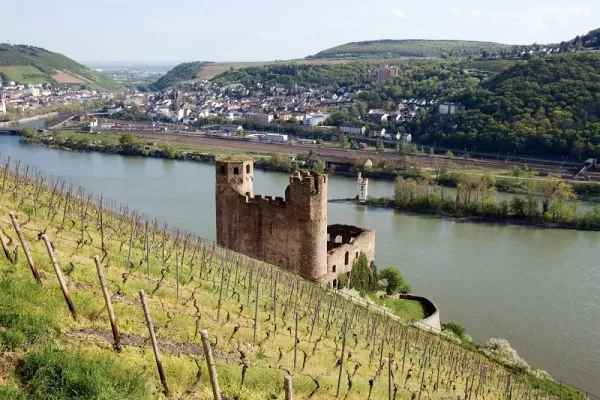 Rüdesheim vineyards