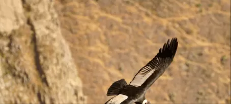 Andean condor flying high