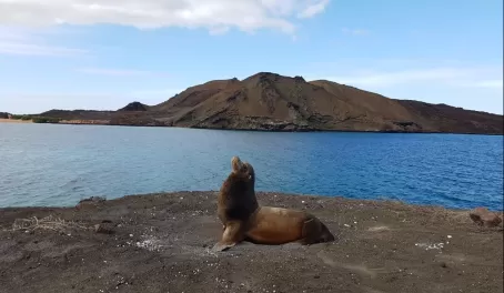 Sea Lion lounging in the Galapagos