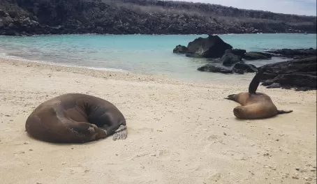 Sea lions resting in Darwin Bay