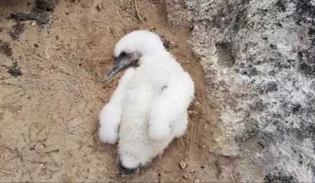 Baby booby, Genovesa Island