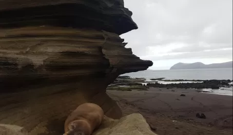 Sea Lions can be found in every crevice in the Galapagos!