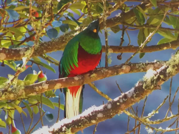 Quetzal in the Savegre Valley