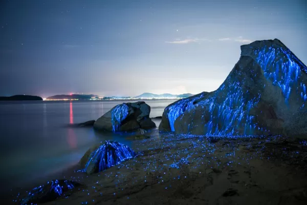 Bioluminescence: large stones appear to weep on the beach