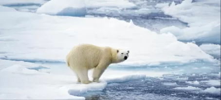 Polar bear in the Arctic