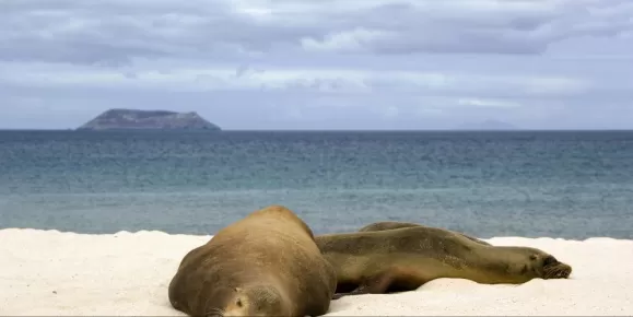 Sea lions being lazy on the beach