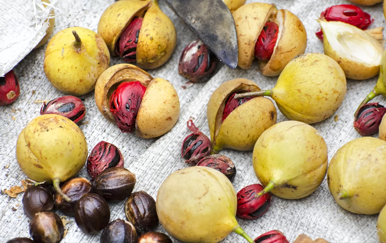 Nutmeg Harvest (Myristica fragans)