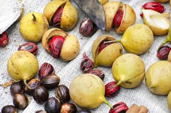 Nutmeg Harvest (Myristica fragans)