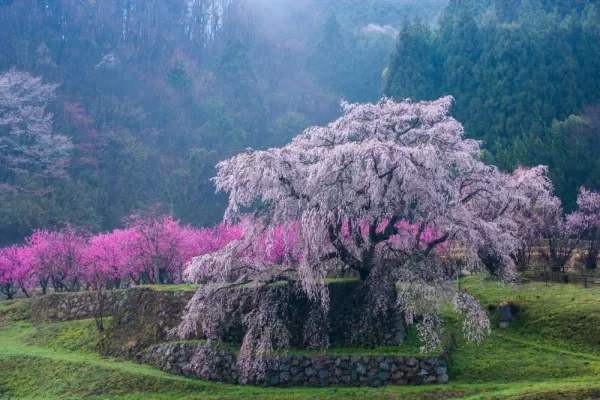 Japanese Cherry Blossom tree