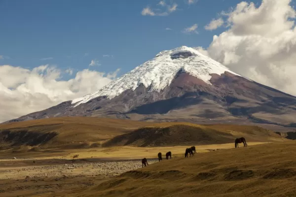 Cotopaxi Volcano and wild horses