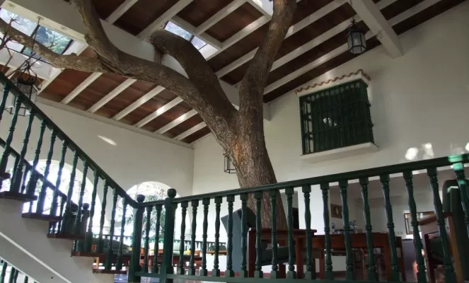 A tree inside the Hotel La Moka