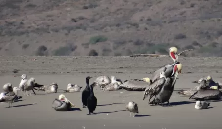 Cormorants and other birds in Magdalena Bay