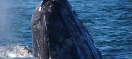 Grey Whale Spy Hopping Magdalena Bay