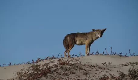 Coyote in Baja