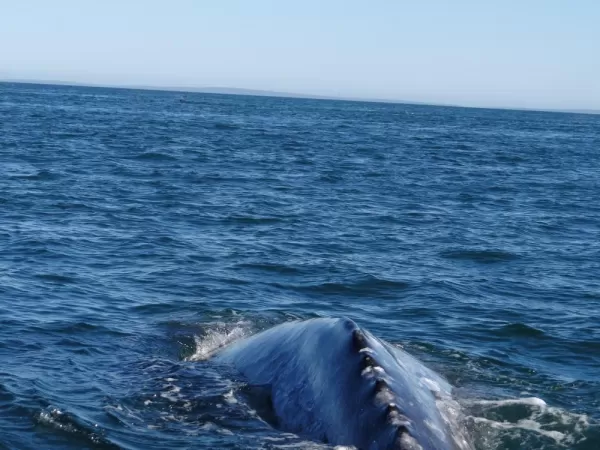 Grey Whale Magdalena Bay