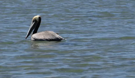Pelican in Baja
