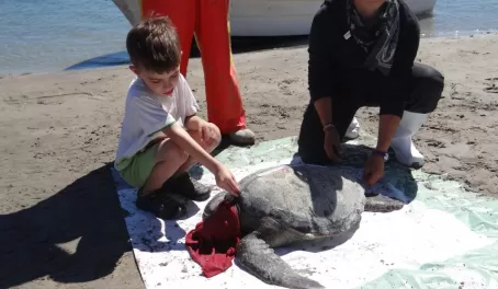 Measuring Sea Turtle Magdalena Bay